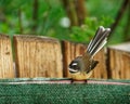 The New Zealand fantail is a small insectivorous bird